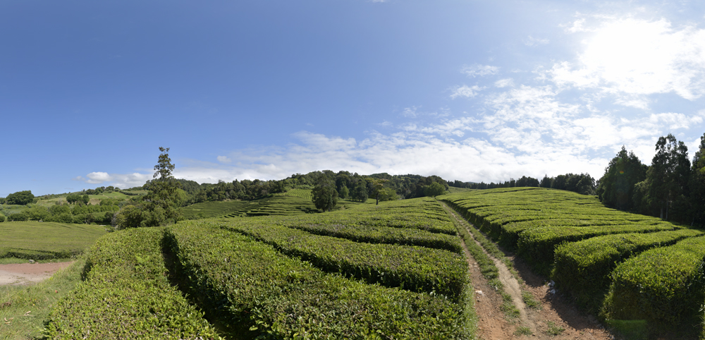 Preview teeplantagen auf den azoren.jpg